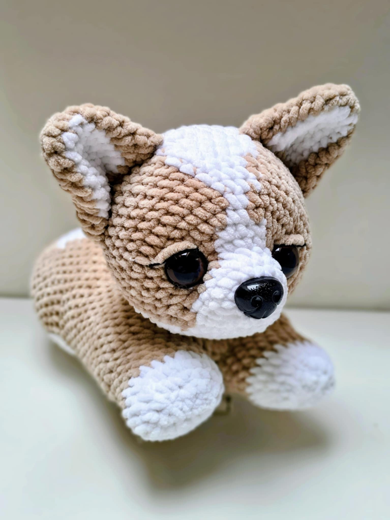 corgi_1