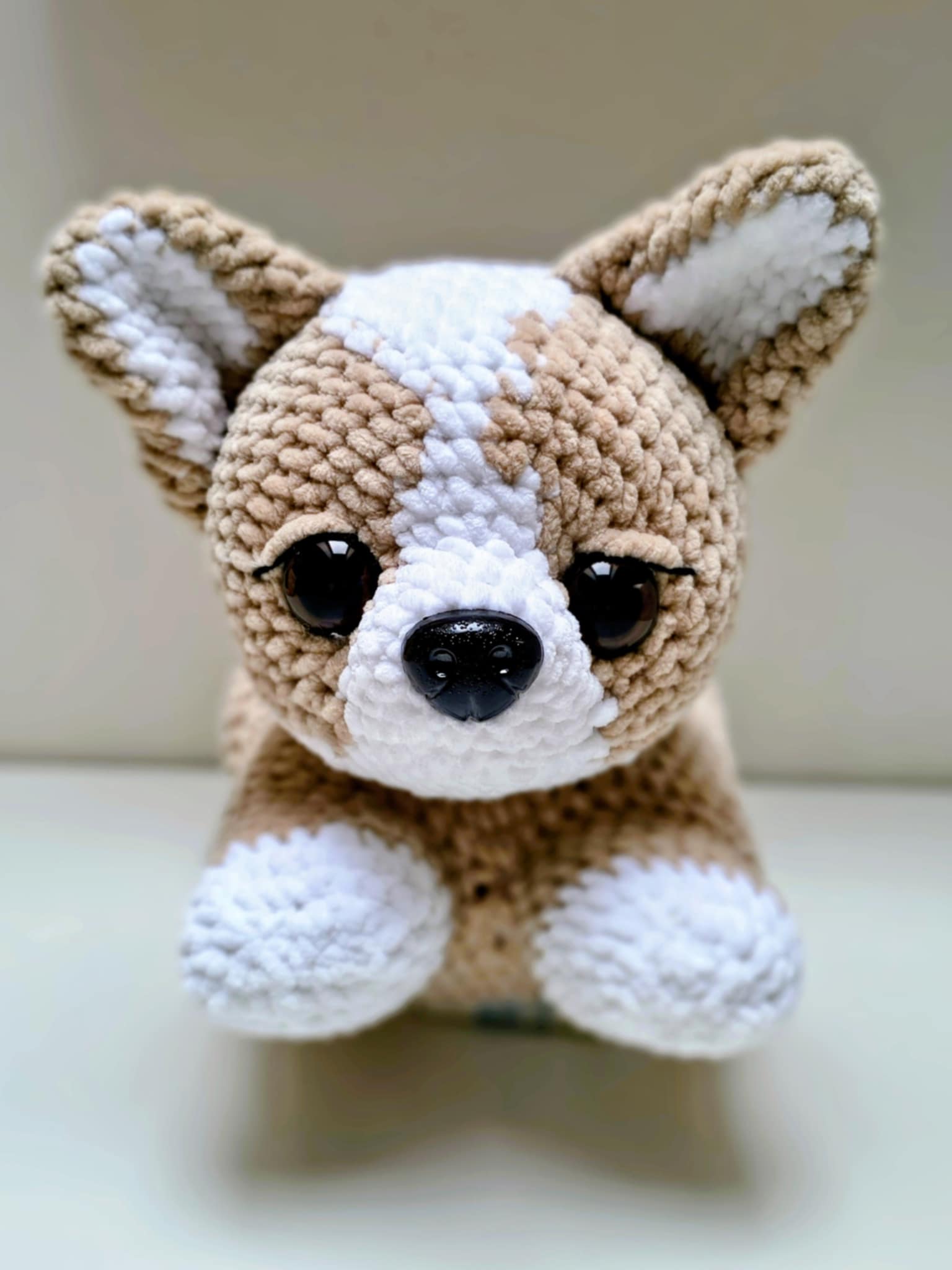 corgi_2