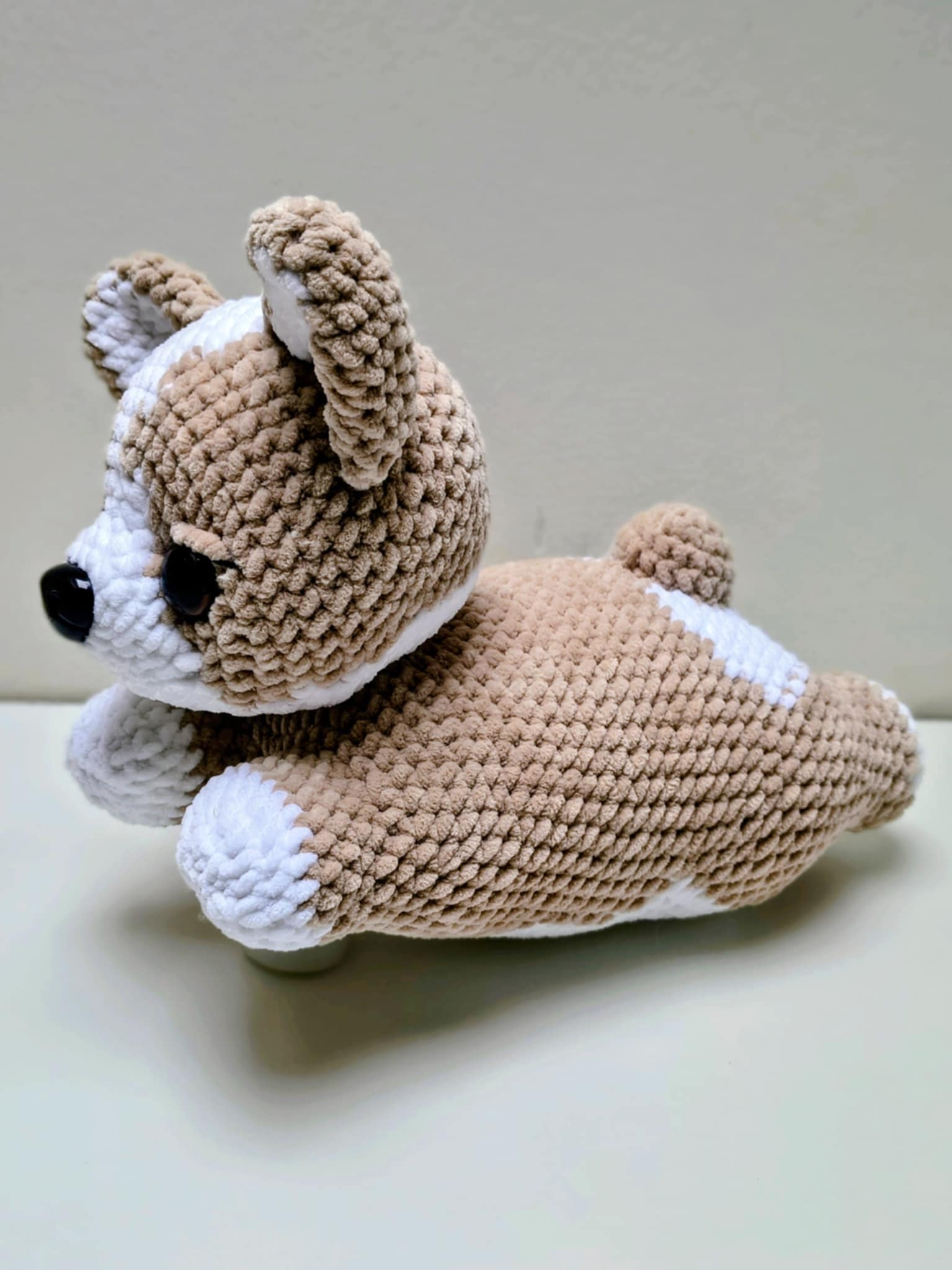 corgi_3